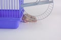 Domestic rodents closeup. A rat sits under the wheel in a cage