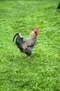 Domestic rooster