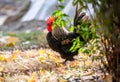 Domestic rooster in the country yard