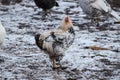 domestic rooster on farm, close-up, rooster portrait, bird, crest and sharp beak