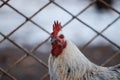 domestic rooster on farm, close-up, rooster portrait, bird, crest and sharp beak