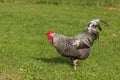 Domestic rooster on green meadow