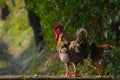 Domestic rooster and hen in a typical tharu farm in Nepal