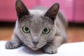 Domestic Russian blue cat is playing hunting