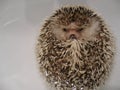 Hedgehog Curled in Ball for Bath