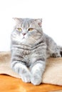 Domestic scottish cat Royalty Free Stock Photo