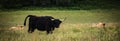 Domestic Scottish highland cattle walk on nature.