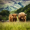 Domestic Scottish highland cattle walk on nature.