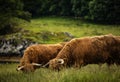 Domestic Scottish highland cattle walk on nature.