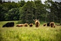 Domestic Scottish highland cattle walk on nature.