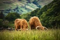 Domestic Scottish highland cattle walk on nature.