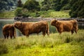 Domestic Scottish highland cattle walk on nature.