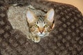 Domestic Serval Savannah Kitten