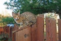 Domestic Serval Savannah Kitten