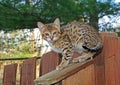 Domestic Serval Savannah Kitten