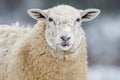 Domestic sheep close-up portrait on the winter pasture covered by snow. Royalty Free Stock Photo