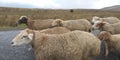 Domestic sheep - cloven-hoofed mammal of the genus ram Royalty Free Stock Photo