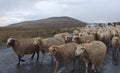 Domestic sheep - cloven-hoofed mammal of the genus ram Royalty Free Stock Photo