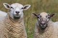 Domestic sheep couple close-up portrait on the pasture. Funny animal photo. Small farm in Czech republic countryside. Royalty Free Stock Photo