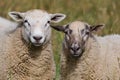 Domestic sheep couple close-up portrait on the pasture. Funny animal photo. Royalty Free Stock Photo