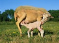 Domestic Sheep, Ewe and Lamb Suckling Royalty Free Stock Photo