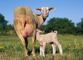 Domestic Sheep, Ewe with Lamb suckling, standing in Meadow Royalty Free Stock Photo