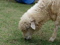 Domestic sheep grazing or eating green grass in meadow or pasture in a farm Royalty Free Stock Photo