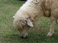 Domestic sheep grazing or eating green grass in meadow or pasture in a farm Royalty Free Stock Photo