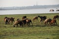 Domestic sheep grazing or eating green grass in meadow or pasture at Himayat Sagar Lake, Hyderabad, India. Royalty Free Stock Photo