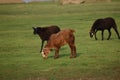 Domestic sheep grazing or eating green grass in meadow or pasture at Himayat Sagar Lake, Hyderabad, India. Royalty Free Stock Photo