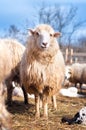 Sheep isolated from herd, eating grass and hay Royalty Free Stock Photo