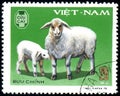 Domestic Sheep and lamb Ovis ammon aries, circa 1979