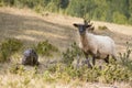 Domestic sheep on the mountain Royalty Free Stock Photo