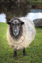 Domestic sheep in new zealand farm Royalty Free Stock Photo