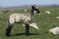 Domestic sheep