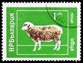 Domestic Sheep Ovis ammon aries, Domestic Animals serie, circa 1974