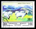 Domestic Sheep Ovis ammon aries in the Highlands, Animals and landscapes serie, circa 1982