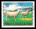 Domestic Sheep Ovis ammon aries