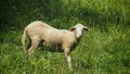 Domestic sheep are lost on pasture. Royalty Free Stock Photo