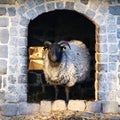 Domestic sheep (Ovis aries) - a ram standing in entrance of a stone building Royalty Free Stock Photo