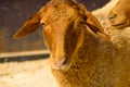 domestic sheep, ram, lamb cloven-hoofed mammal in the yard