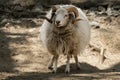 View of a ram standing in the shade. Royalty Free Stock Photo