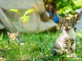 Domestic short-haired kitten is hissing. Selective focus on its head.