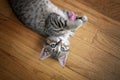 Domestic Short Haired Tabby Cat Kitten Laying on Wood Floor Play