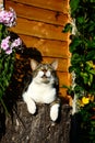 A domestic short haired tabby cat looking up while sitting on a tree stump.