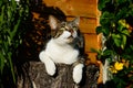 A domestic short haired tabby cat looking up while sitting on a tree stump.