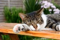 A domestic short haired tabby cat lying on a picnic bench.