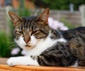 A domestic short haired tabby cat sitting on a picnic bench.