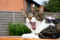 A domestic short haired tabby cat yawning whilst sitting on a picnic bench.