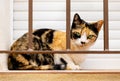 Domestic short-haired tricolor calico cat with green eyes in white, black and orange spots on fur sitting on windowsill Royalty Free Stock Photo